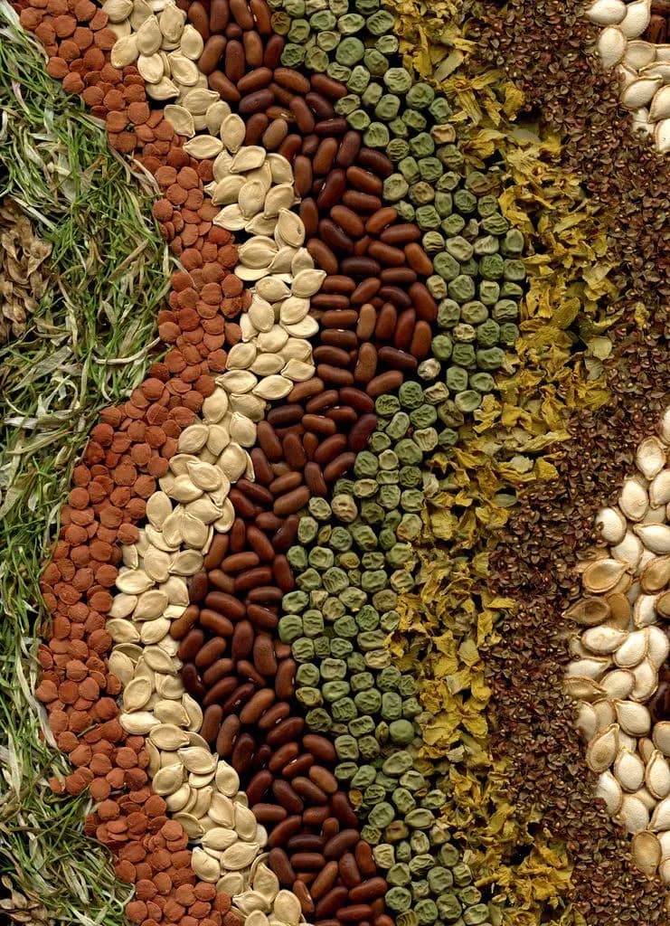 Seeds